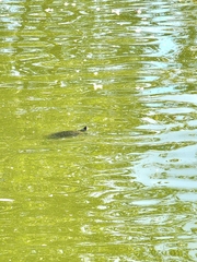 Chrysemys picta marginata