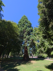 Sequoiadendron