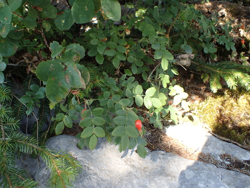 ruža ovisnutá (Rosa pendulina)