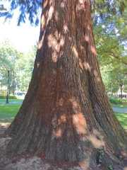 Sequoiadendron