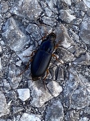 Pseudoophonus