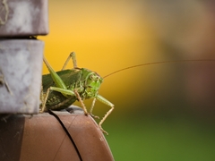 Tettigonia viridissima