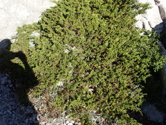 Juniperus communis saxatilis
