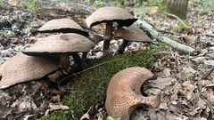 Agaricus bohusii