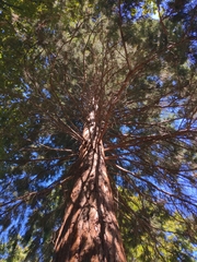 Sequoiadendron