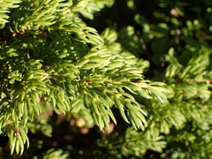 Juniperus communis saxatilis