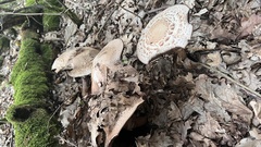 Agaricus bohusii