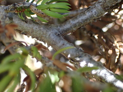 Juniperus communis saxatilis
