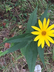 Helianthus divaricatus