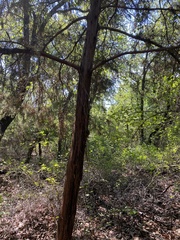 Quercus sinuata