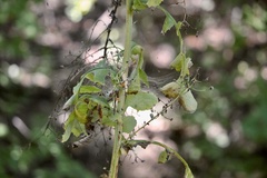 Lactuca floridana