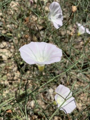 Calystegia longipes