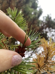 Pinus contorta contorta