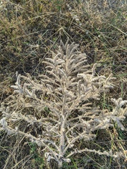 Echium italicum biebersteinii