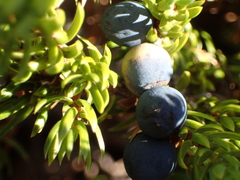 Juniperus communis saxatilis