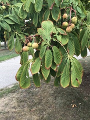 Aesculus hippocastanum