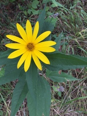 Helianthus divaricatus