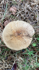Amanita rubescens