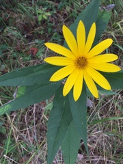 Helianthus divaricatus