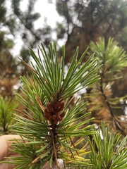 Pinus contorta contorta