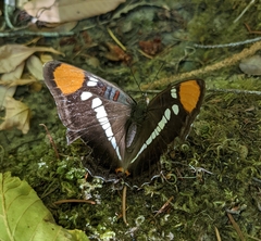 Adelpha californica