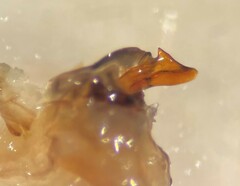 Peltodytes oppositus