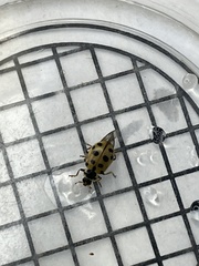 Hippodamia tredecimpunctata