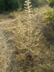 Echium italicum biebersteinii