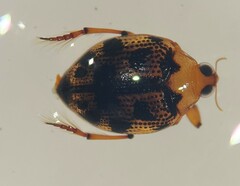 Peltodytes oppositus