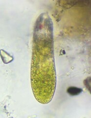 Euglenozoa