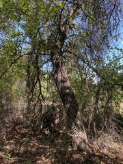 Celtis reticulata