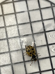 Hippodamia tredecimpunctata