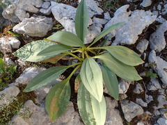 Gentiana lutea