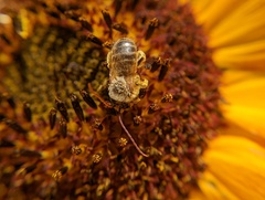 Melissodes trinodis