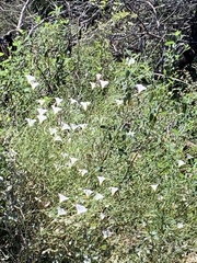Calystegia longipes