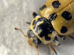 Hippodamia tredecimpunctata