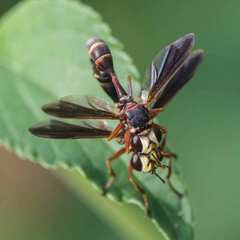 Physocephala sagittaria