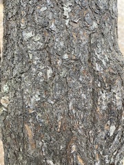 Pinus contorta contorta