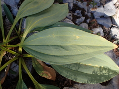Gentiana lutea