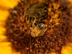 Melissodes trinodis