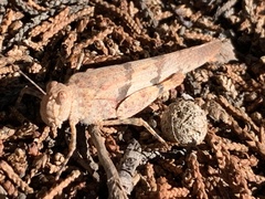 Trimerotropis pallidipennis