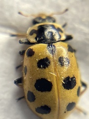 Hippodamia tredecimpunctata