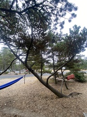 Pinus contorta contorta