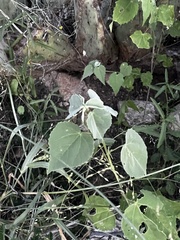 Abutilon incanum
