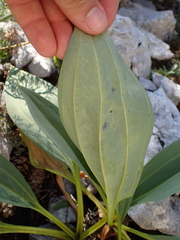 Gentiana lutea
