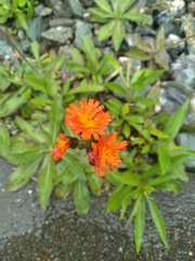 Pilosella aurantiaca