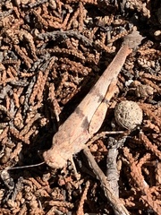 Trimerotropis pallidipennis