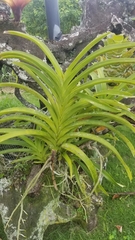 Vanda