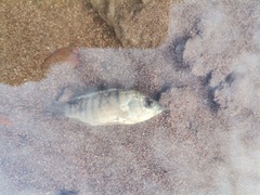 Oreochromis