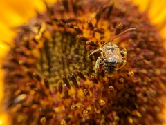 Melissodes trinodis